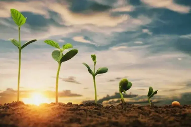 Lighting: The Secret to Healthy Growth