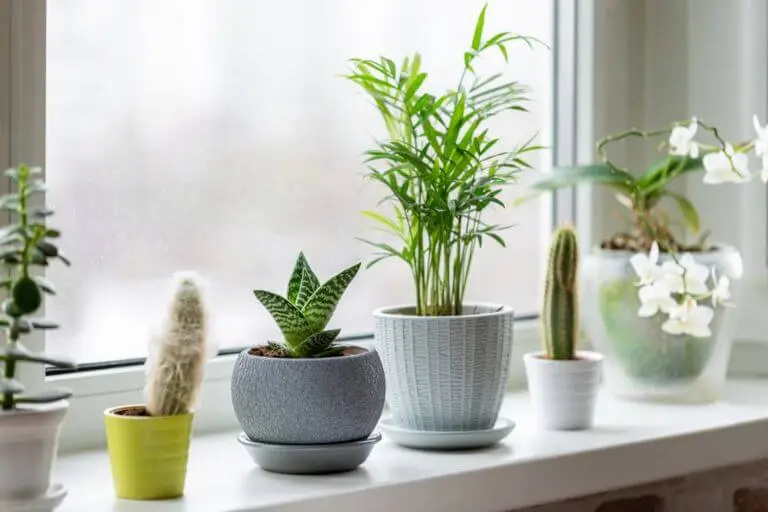 Top Tips to Keep Your Houseplants Thriving