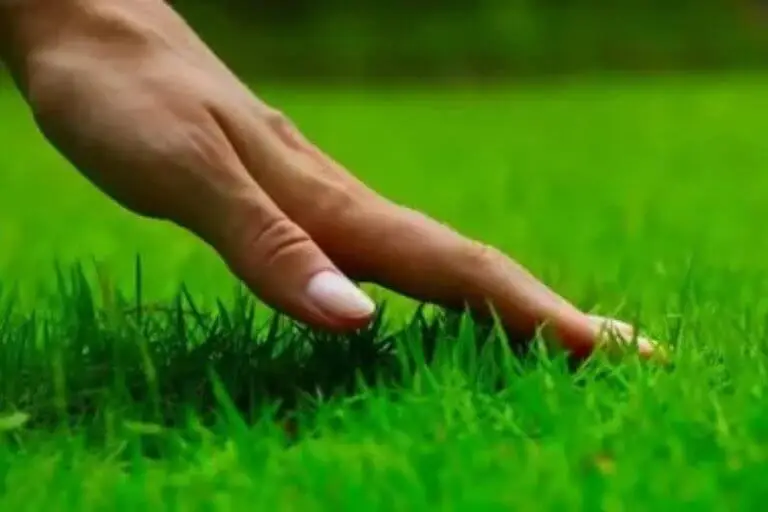 Essential Lawn Care Tips for a Healthy, Green Yard