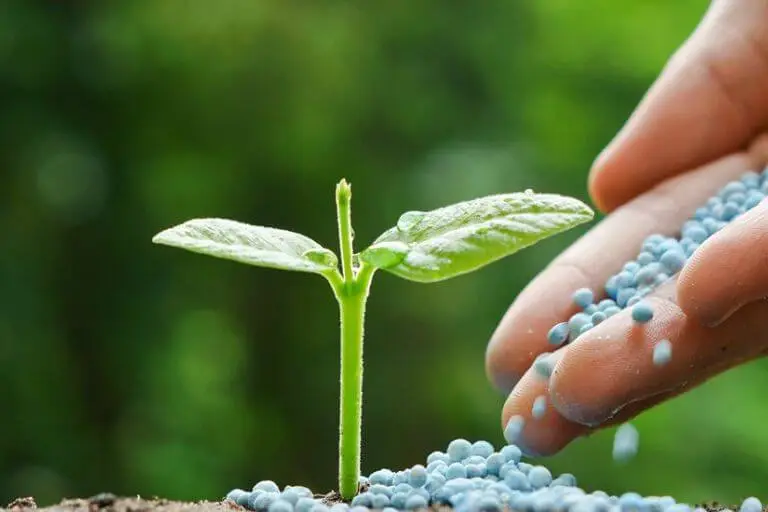 Nutrient Management for Vibrant Growth